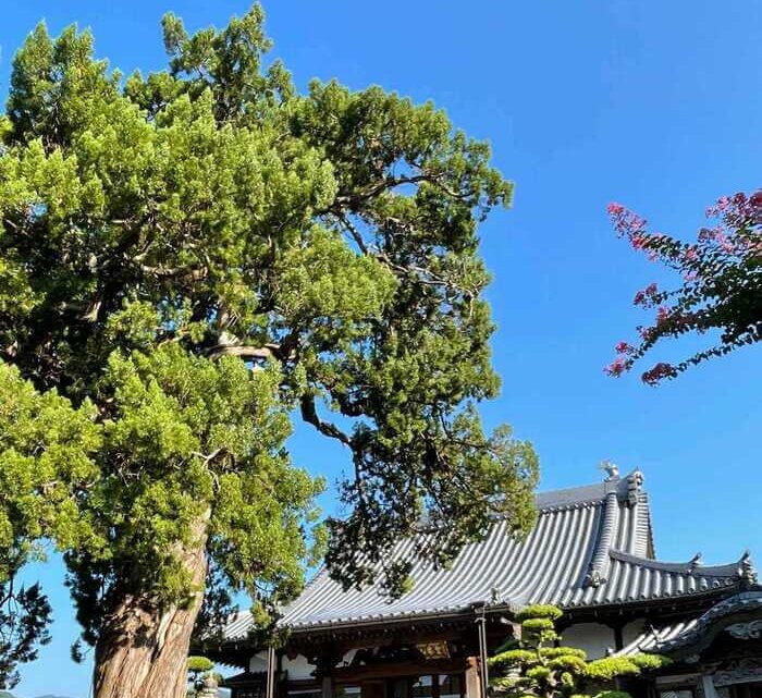 樹齢３００年超の、来迎寺シンボルの大樹です。
姿の綺麗さのみならず、長年の風雪に耐えた痕跡も見え、その力強さを感じます。
夏の盆踊りでは、この大木の周りを踊り、先祖供養をしています。