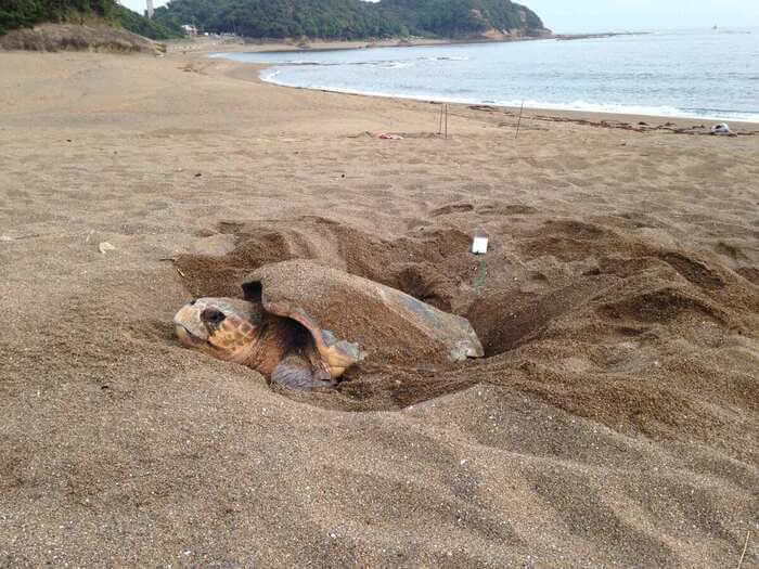 熊野古道の千里海岸（熊野古道）にて、毎年卵を産みます。